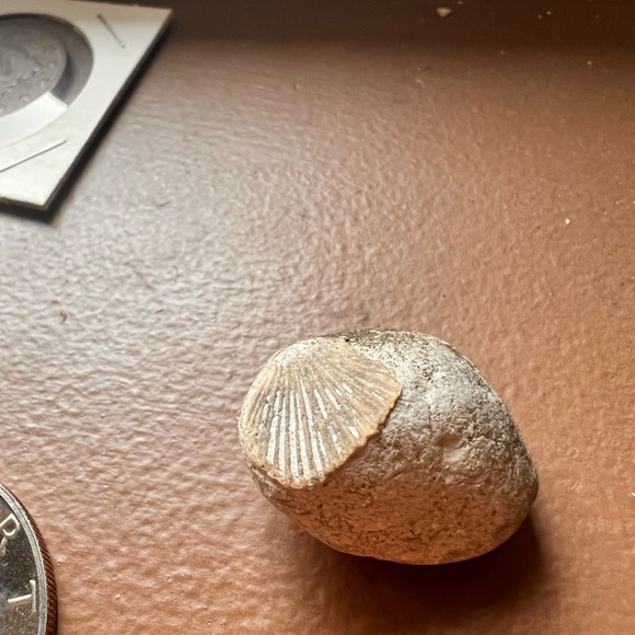 Beautiful Limestone Shell Fossil - Picture 2 of 3